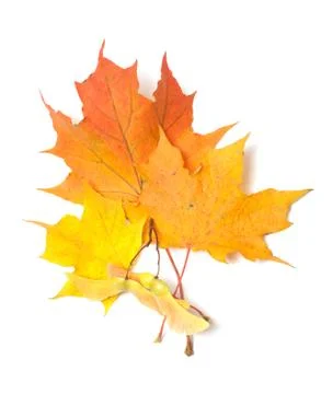 Maple leaves. Stock Photos