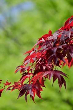 Maple leaves Stock Photos