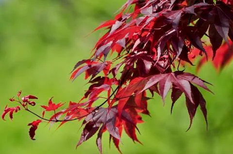 Maple leaves Stock Photos