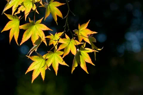The maple leaves Stock Photos