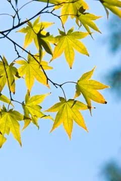 The maple leaves Stock Photos