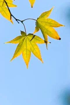 The maple leaves Stock Photos