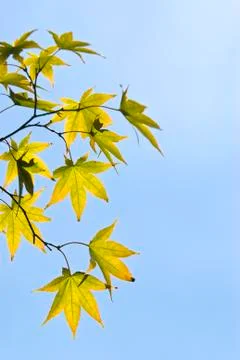 The maple leaves Stock Photos