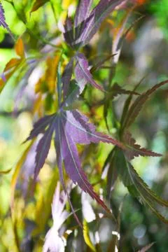Maple leaves Stock Photos