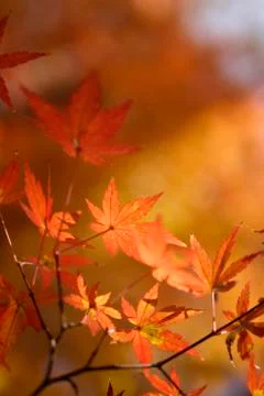 Maple leaves Stock Photos