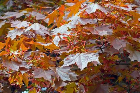 Maple leaves Stock Photos