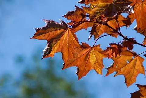 Maple leaves Stock Photos