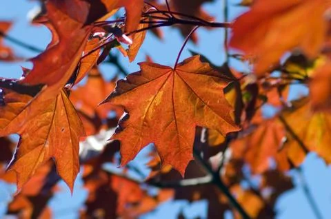 Maple leaves Stock Photos