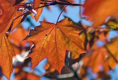 Maple leaves Stock Photos