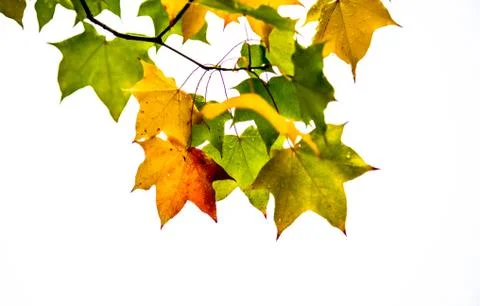 Maple leaves Stock Photos