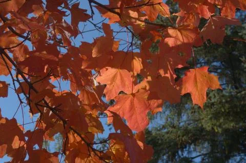 Maple leaves Stock Photos