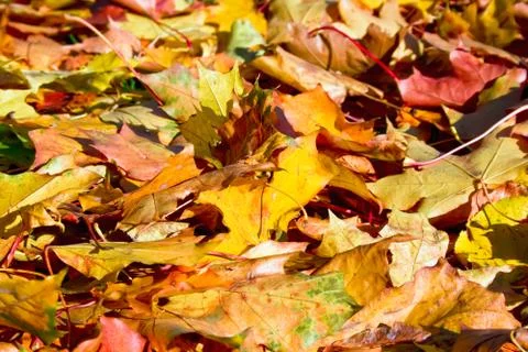 Maple leaves Stock Photos