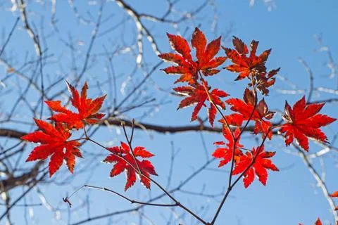 Maple leaves Stock Photos