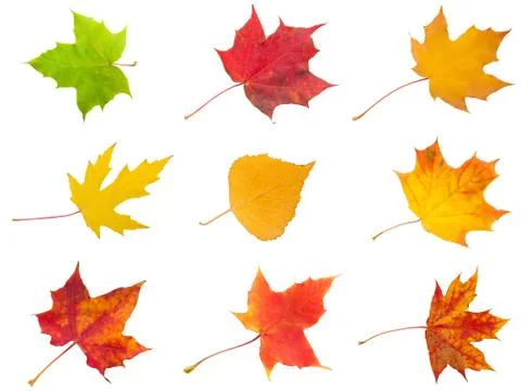 Maple leaves Stock Photos
