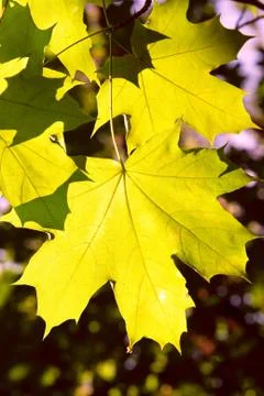 Maple leaves Stock Photos