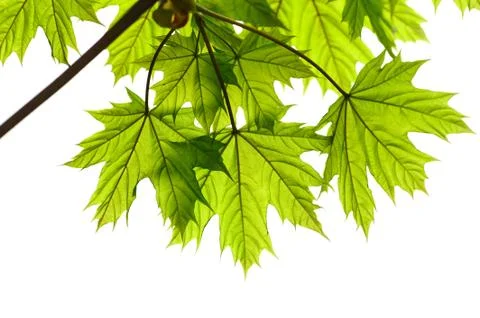 Maple leaves Stock Photos