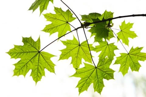 Maple leaves Stock Photos