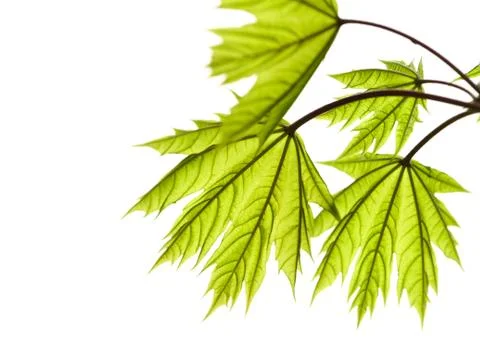 Maple leaves Foto stock