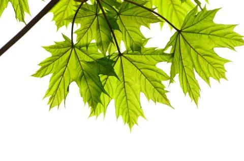 Maple leaves Stock Photos