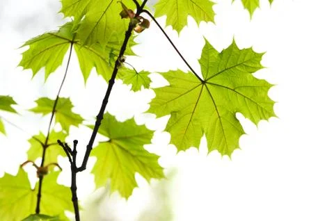 Maple leaves Stock Photos
