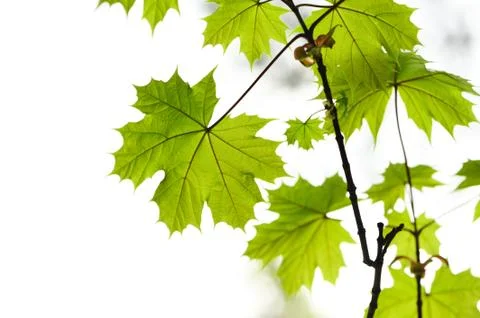 Maple leaves Stock Photos