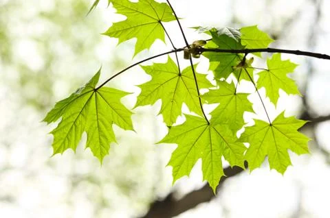 Maple leaves Stock Photos