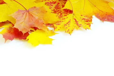 Maple leaves Stock Photos