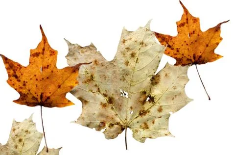 Maple leaves Stock Photos
