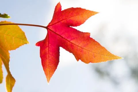 Maple leaves Stock Photos