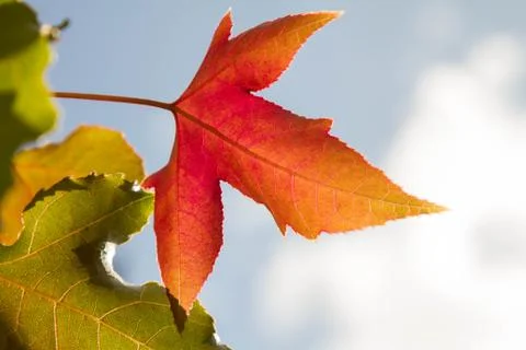 Maple leaves Stock Photos