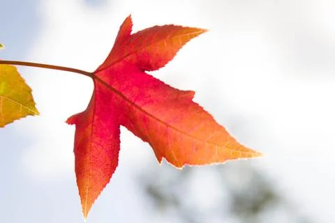 Maple leaves Stock Photos