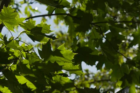 Maple leaves Stock Photos