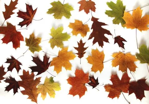 Maple leaves Stock Photos