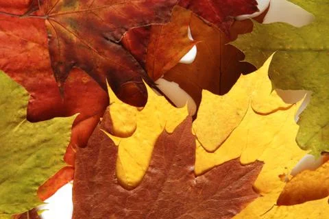 Maple leaves Stock Photos