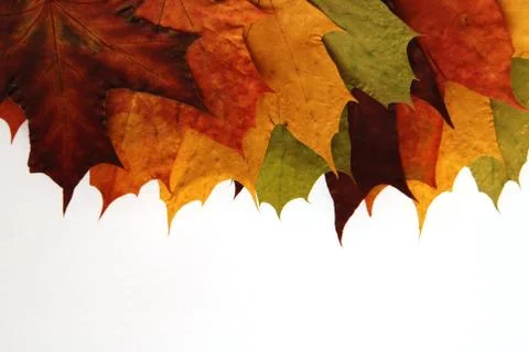 Maple leaves Stock Photos