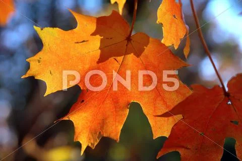 Maple leaves Stock Photos