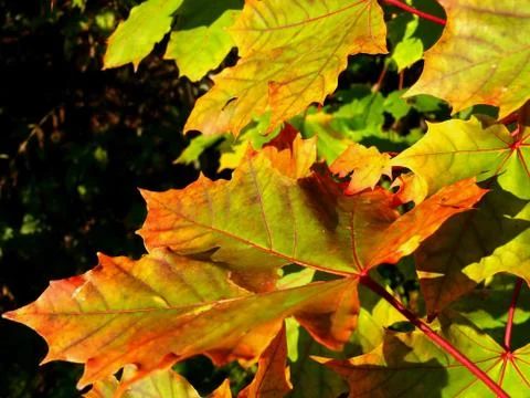 Maple leaves Foto stock