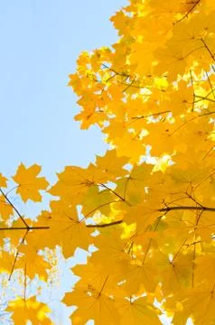 Maple leaves Stock Photos