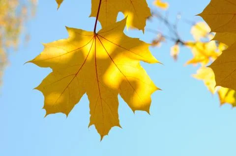 Maple leaves Stock Photos