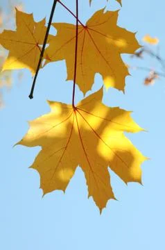 Maple leaves Stock Photos
