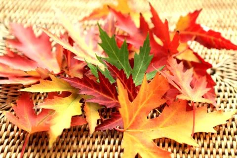 Maple leaves Stock Photos