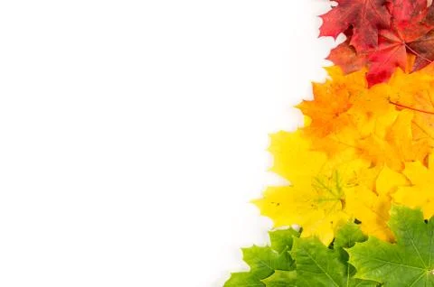 Maple leaves Stock-Fotos