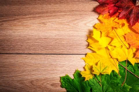 Maple leaves Stock Photos