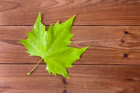 Maple leaves 스톡 사진