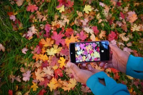 Maple leaves Stock Photos