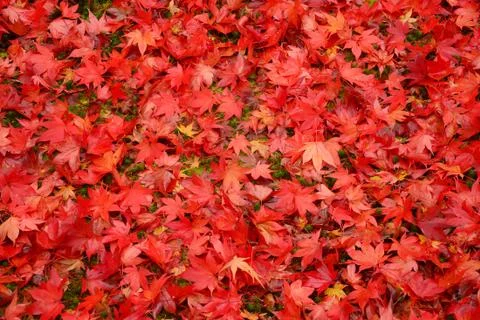 Maple leaves Stock Photos