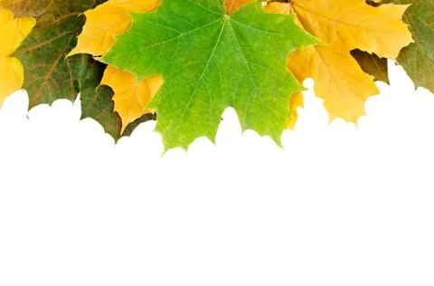 Maple leaves Stock Photos