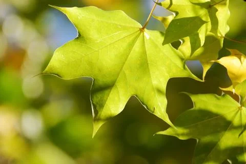 Maple leaves Stock Photos