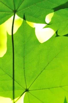 Maple leaves Stock Photos