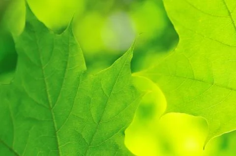 Maple leaves Stock Photos